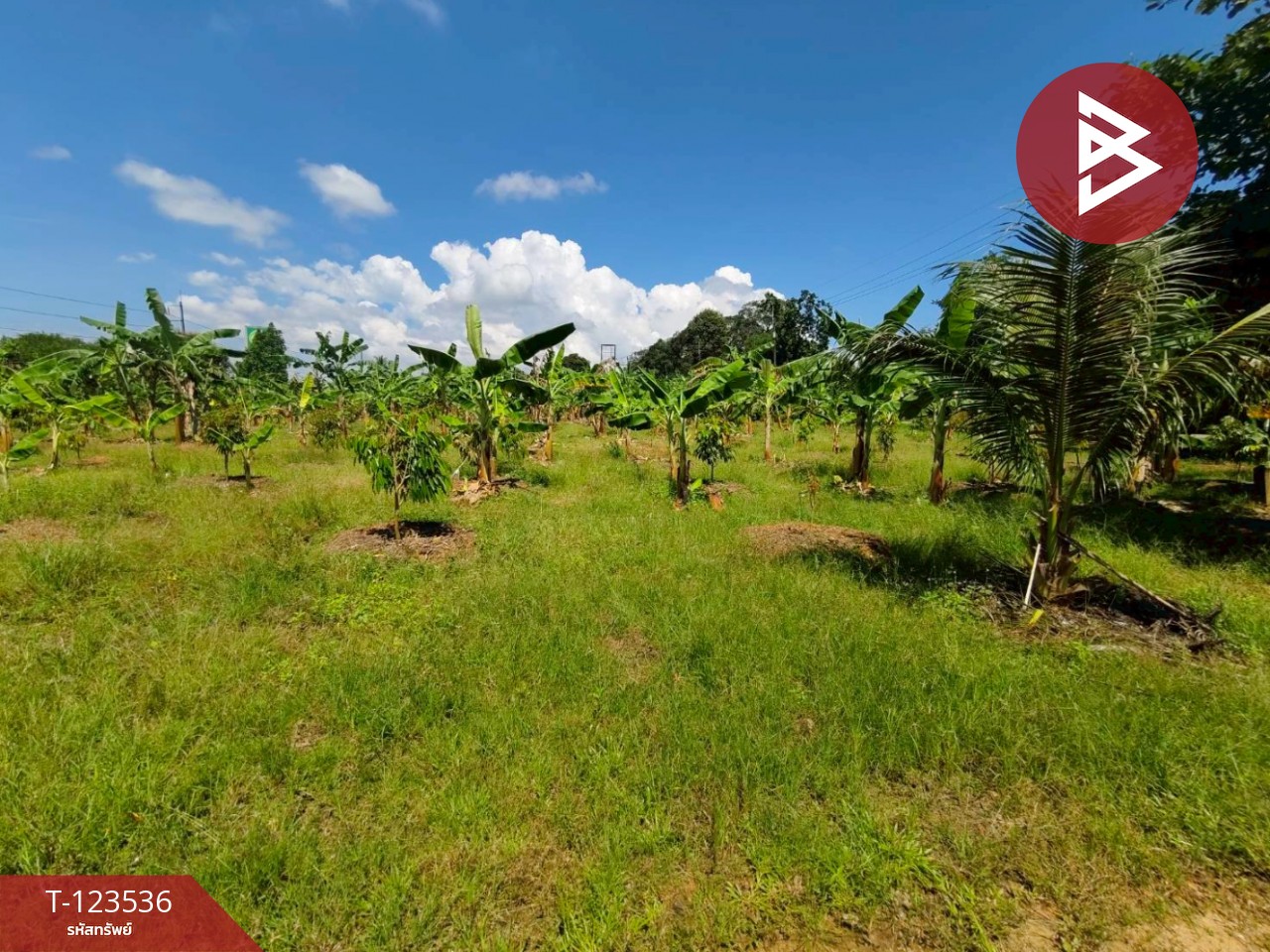 ขายที่ดิน เนื้อที่ 4 ไร่ 2 งาน 56.7ตร.วา ขลุง จันทบุรี 3