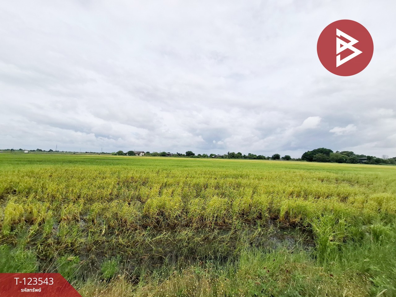 ขายที่ดิน เนื้อที่ 4 ไร่ 27 ตารางวา อ.บ้านโพธิ์ ฉะเชิงเทรา ทำเลดี 6