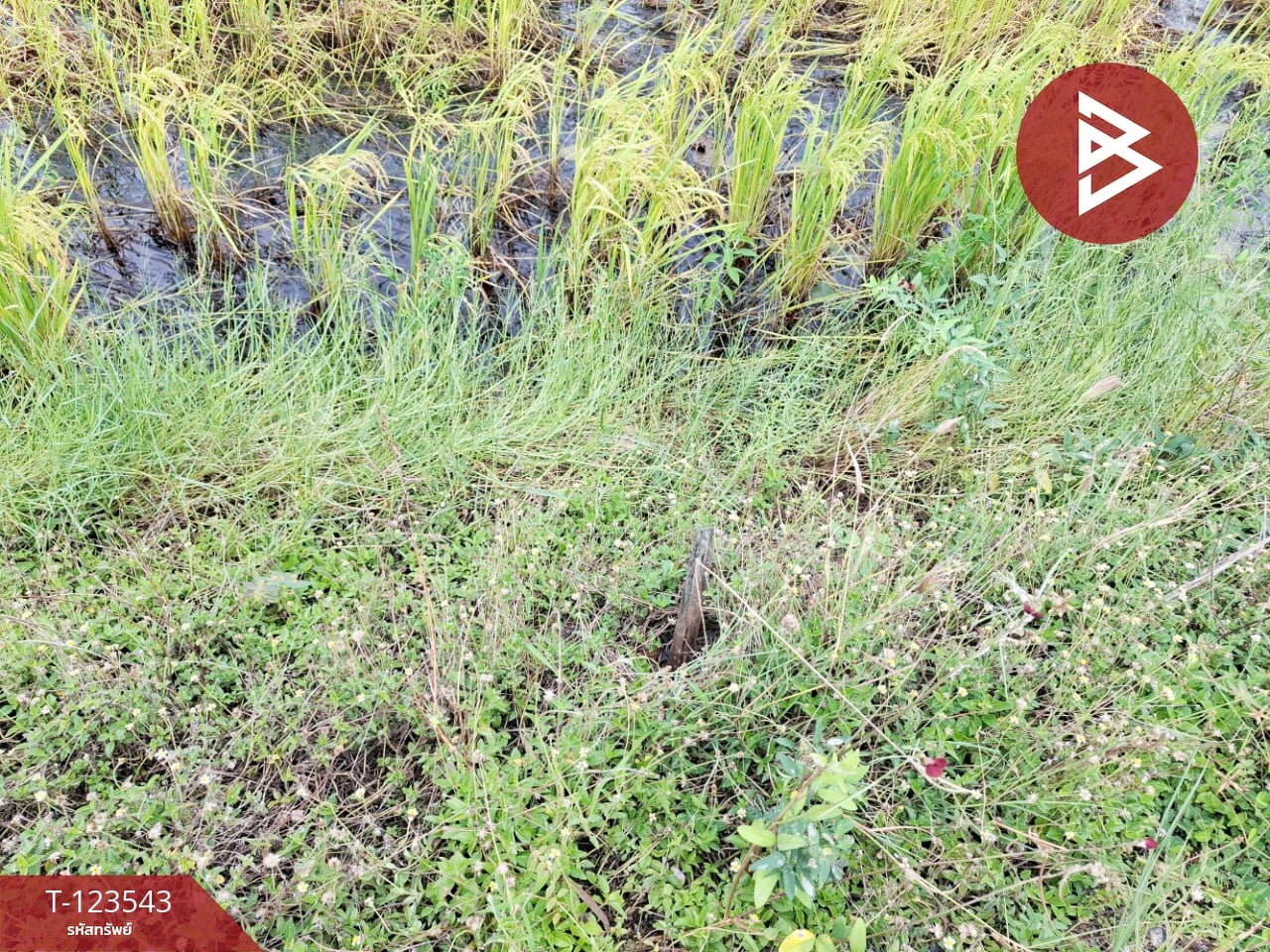 ขายที่ดิน เนื้อที่ 4 ไร่ 27 ตารางวา อ.บ้านโพธิ์ ฉะเชิงเทรา ทำเลดี 7