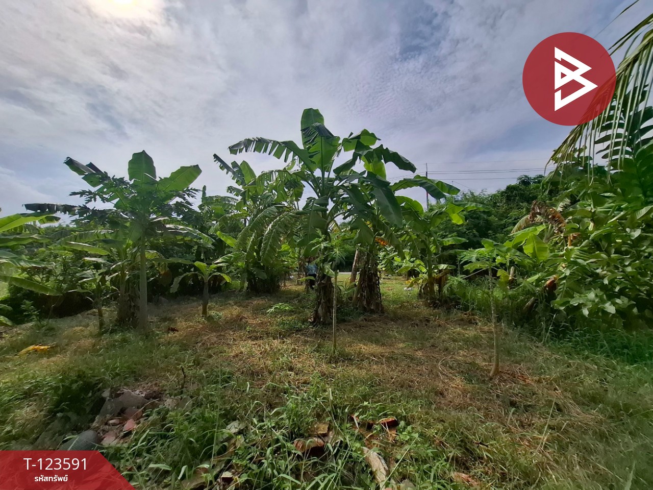 ขายที่ดินพร้อมสวนผสม เนื้อที่ 2 งาน 89 ตารางวา ต.คลองจุกกระเฌอ ฉะเชิงเทรา 3