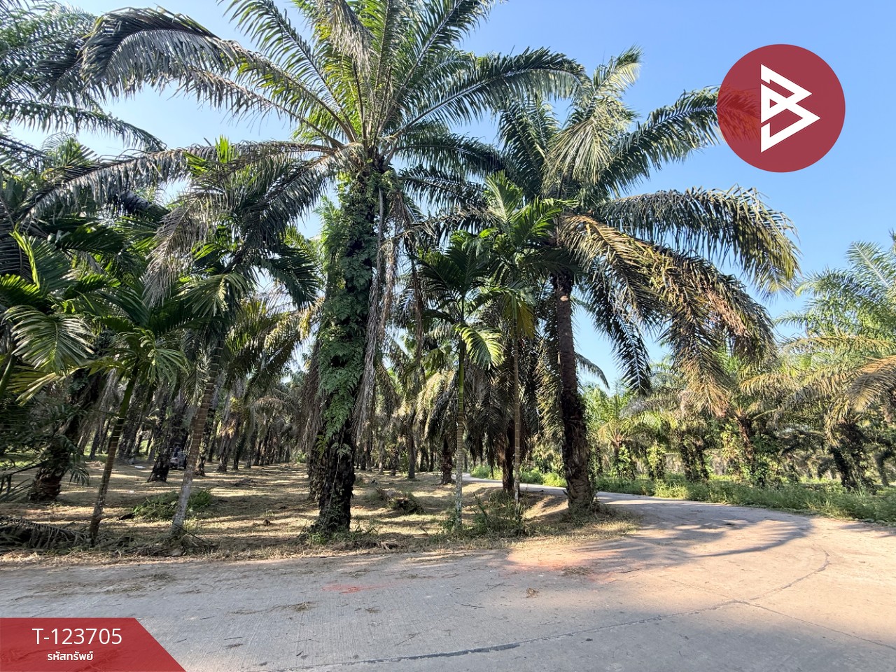 ขายที่ดิน เนื้อที่ 17 ไร่ 79 ตร.วา ท่าแซะ ชุมพร 4