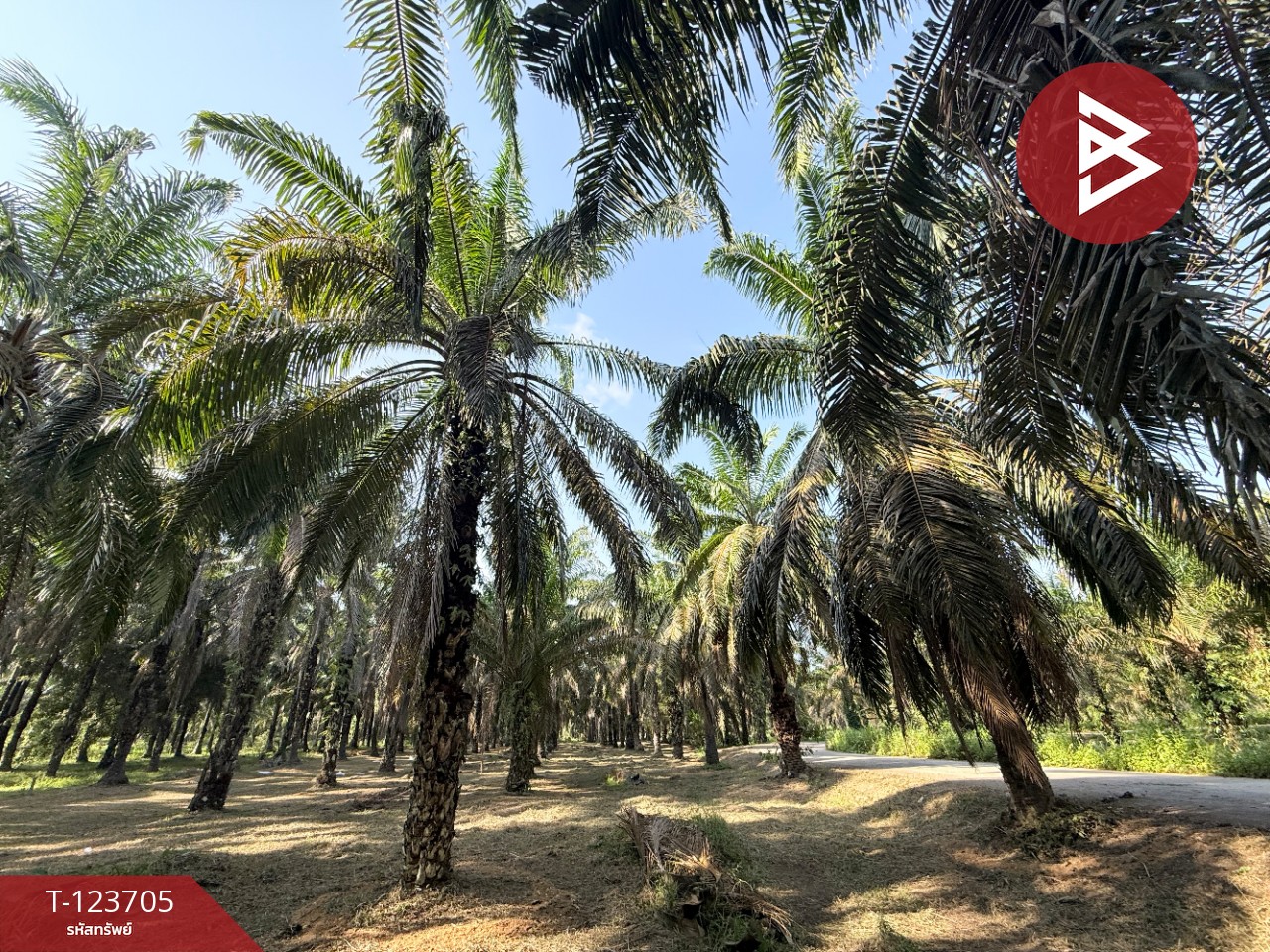 ขายที่ดิน เนื้อที่ 17 ไร่ 79 ตร.วา ท่าแซะ ชุมพร 7