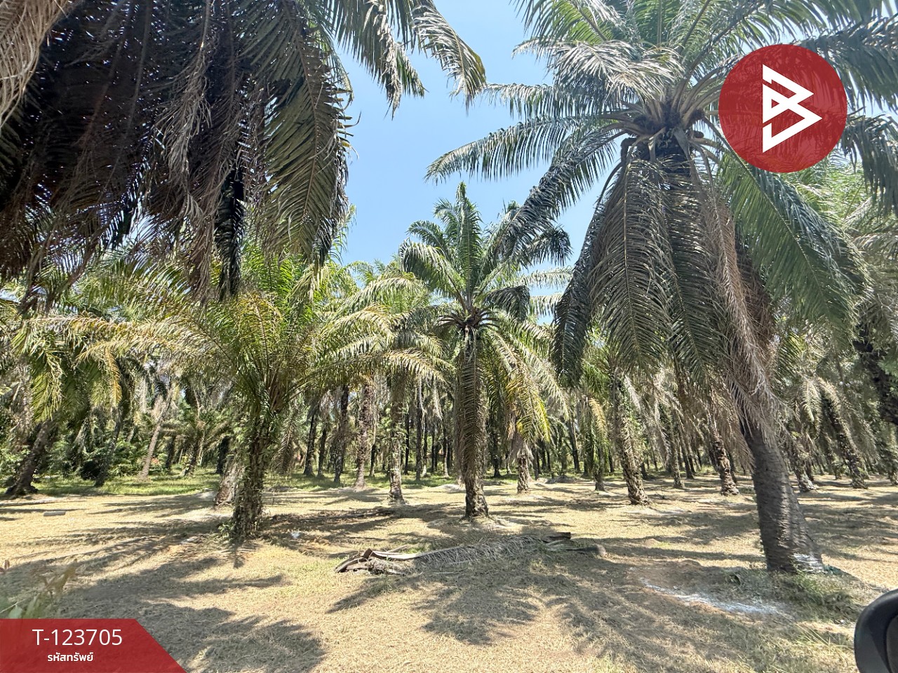 ขายที่ดิน เนื้อที่ 17 ไร่ 79 ตร.วา ท่าแซะ ชุมพร 3