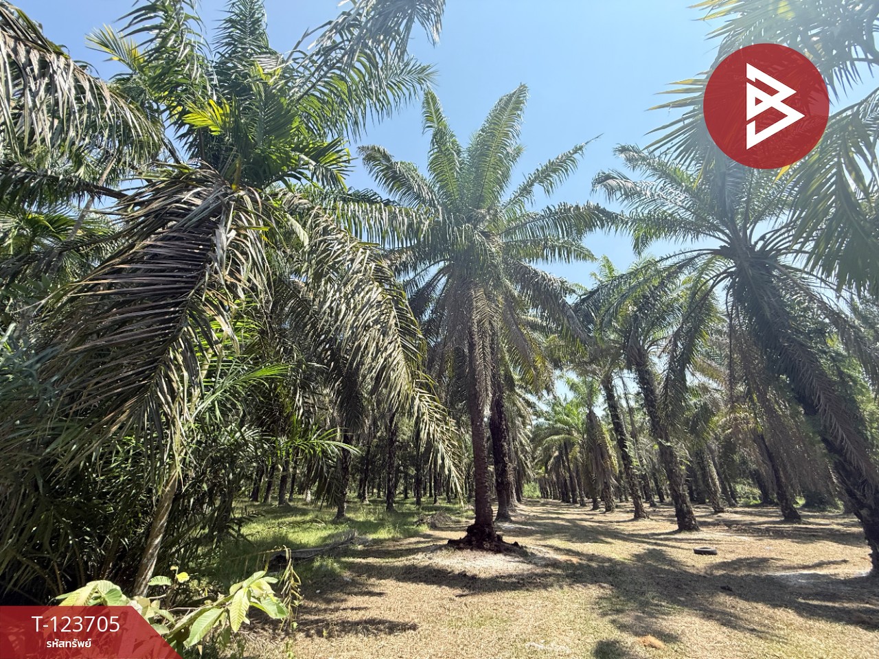 ขายที่ดิน เนื้อที่ 17 ไร่ 79 ตร.วา ท่าแซะ ชุมพร 1