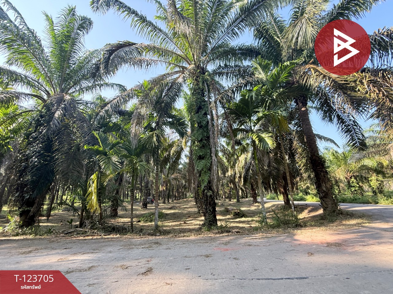 ขายที่ดิน เนื้อที่ 17 ไร่ 79 ตร.วา ท่าแซะ ชุมพร 5