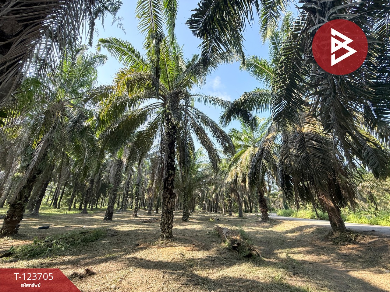 ขายที่ดิน เนื้อที่ 17 ไร่ 79 ตร.วา ท่าแซะ ชุมพร 6