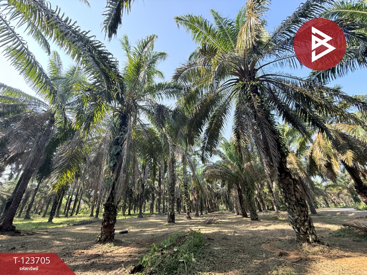 ขายที่ดิน เนื้อที่ 17 ไร่ 79 ตร.วา ท่าแซะ ชุมพร 8