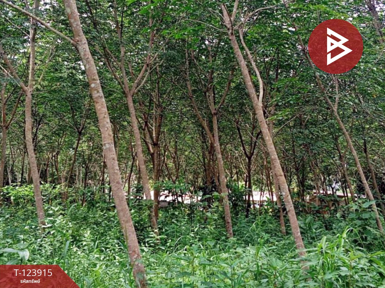 ขายที่ดินสวนยาง พร้อมบ้านพัก เนื้อที่ 20 ไร่ 89.5 ตารางวา เขาสมิง ตราด 4