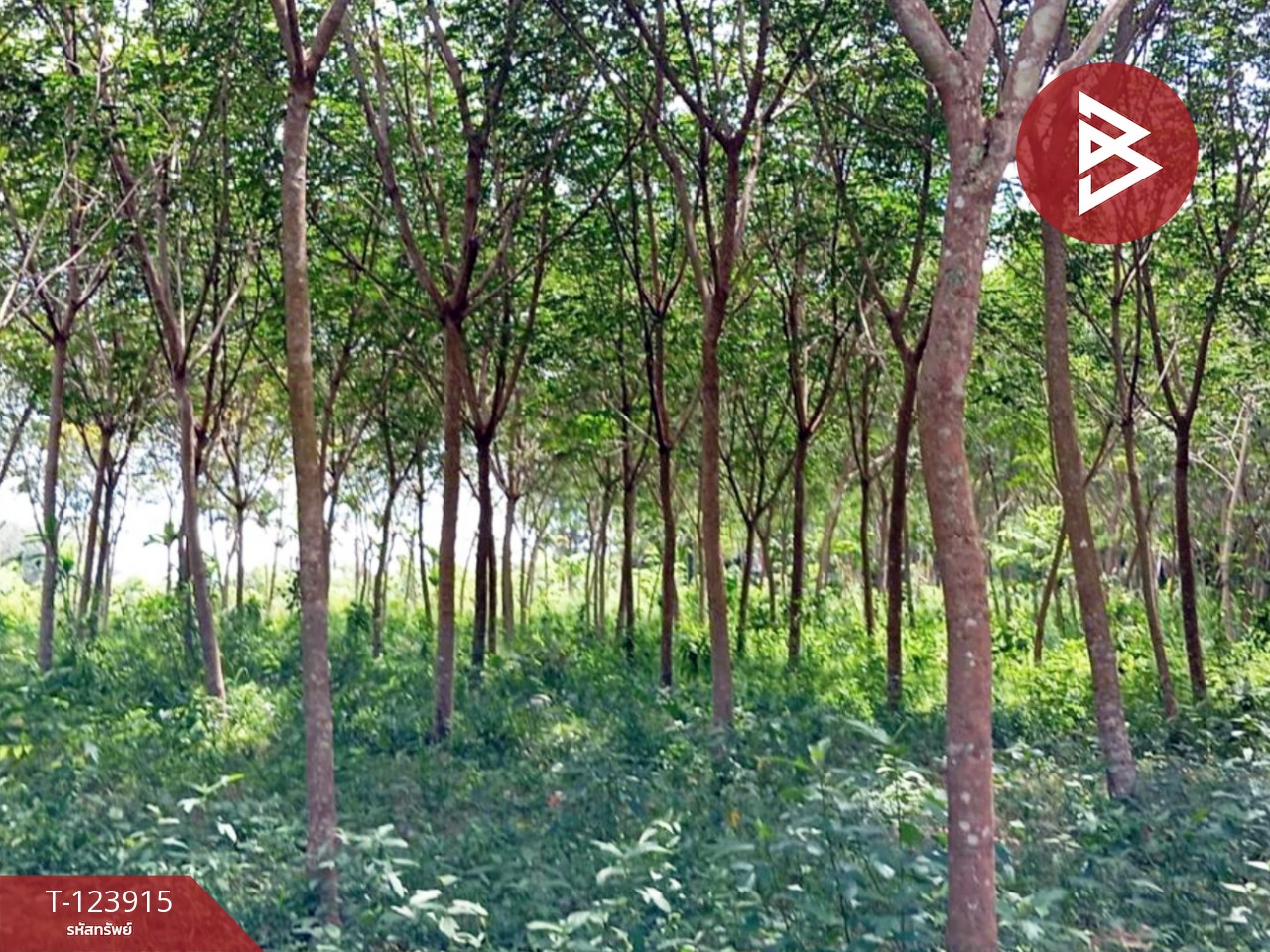 ขายที่ดินสวนยาง พร้อมบ้านพัก เนื้อที่ 20 ไร่ 89.5 ตารางวา เขาสมิง ตราด 6