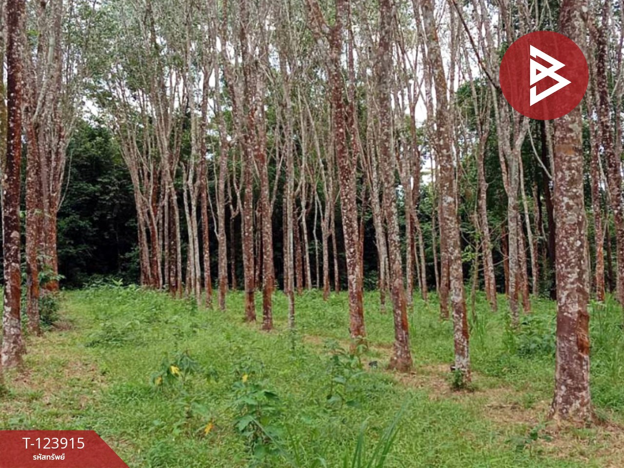 ขายที่ดินสวนยาง พร้อมบ้านพัก เนื้อที่ 20 ไร่ 89.5 ตารางวา เขาสมิง ตราด 3