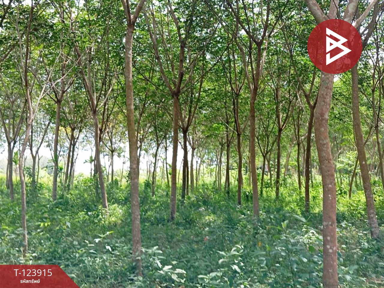 ขายที่ดินสวนยาง พร้อมบ้านพัก เนื้อที่ 20 ไร่ 89.5 ตารางวา เขาสมิง ตราด 5