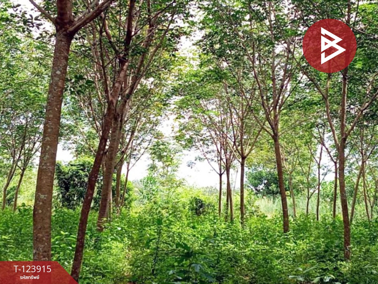 ขายที่ดินสวนยาง พร้อมบ้านพัก เนื้อที่ 20 ไร่ 89.5 ตารางวา เขาสมิง ตราด 7