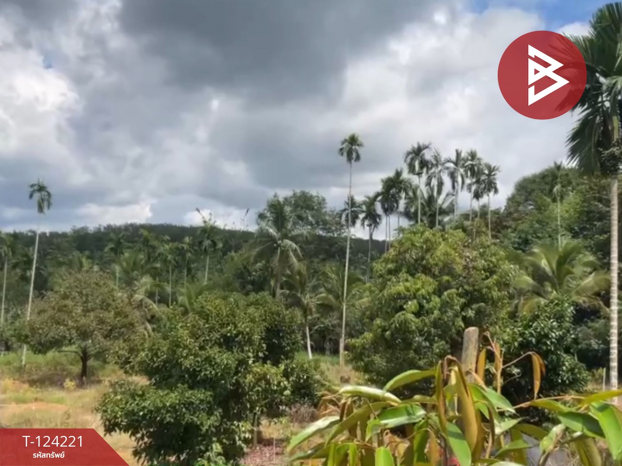 ขายที่ดินสวนทุเรียน พร้อมบ้าน เนื้อที่ 2 ไร่ 1 งาน 29 ตร.วา เขาสมิง ตราด 7