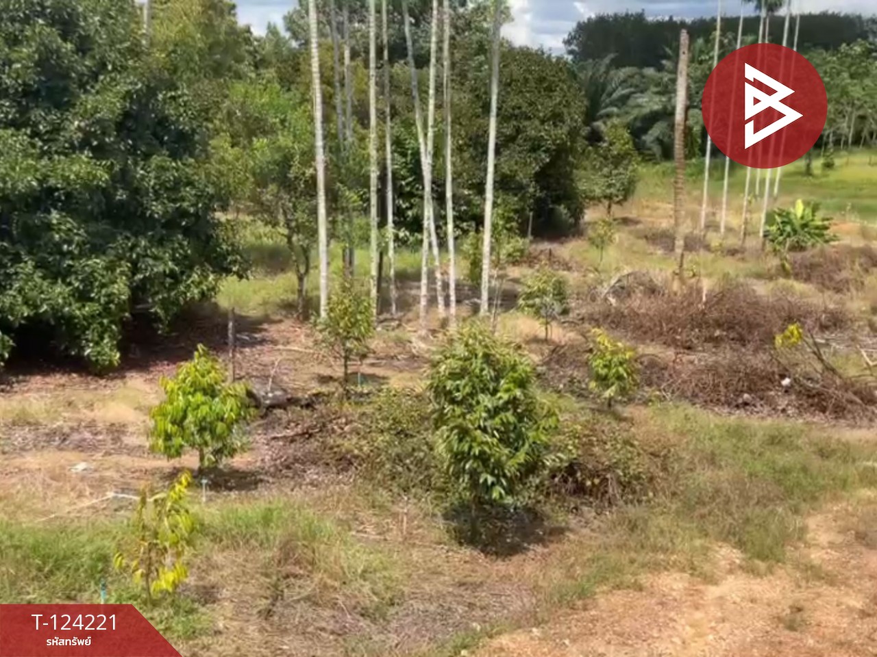 ขายที่ดินสวนทุเรียน พร้อมบ้าน เนื้อที่ 2 ไร่ 1 งาน 29 ตร.วา เขาสมิง ตราด 6