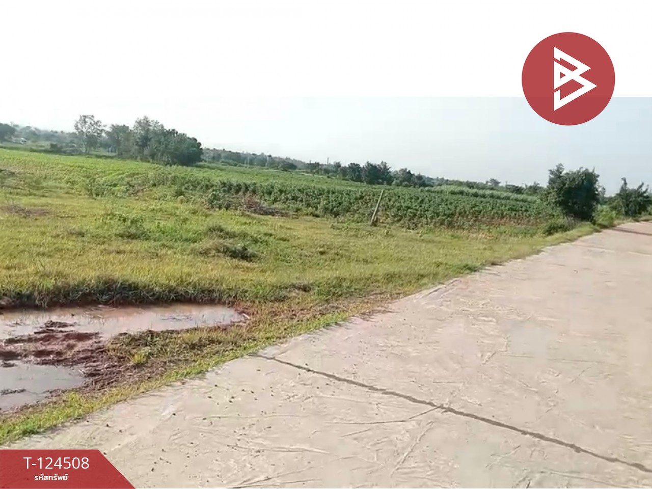 ขายที่ดินพร้อมสิ่งปลูกสร้าง 26 ไร่ 1 งาน 34 ตร.วา ด่านขุนทด นครราชสีมา 6