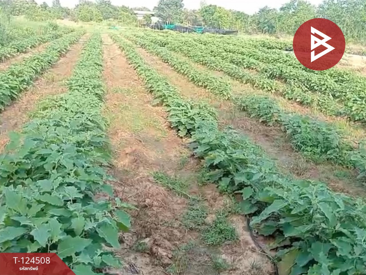 ขายที่ดินพร้อมสิ่งปลูกสร้าง 26 ไร่ 1 งาน 34 ตร.วา ด่านขุนทด นครราชสีมา 7