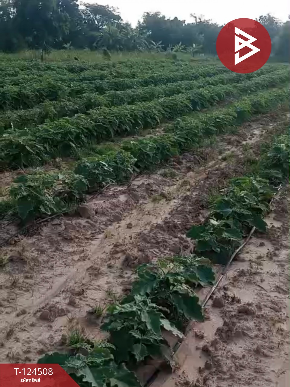 ขายที่ดินพร้อมสิ่งปลูกสร้าง 26 ไร่ 1 งาน 34 ตร.วา ด่านขุนทด นครราชสีมา 8