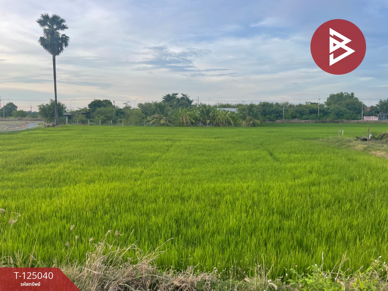 ขายที่ดิน เนื้อที่ 15 ไร่ ศรีประจันต์ สุพรรณบุรี 1