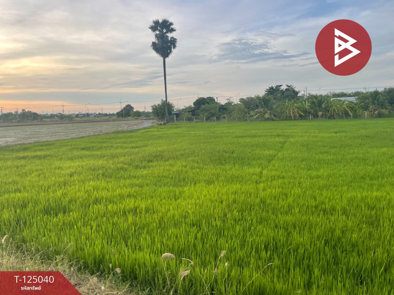 ขายที่ดิน เนื้อที่ 15 ไร่ ศรีประจันต์ สุพรรณบุรี 2