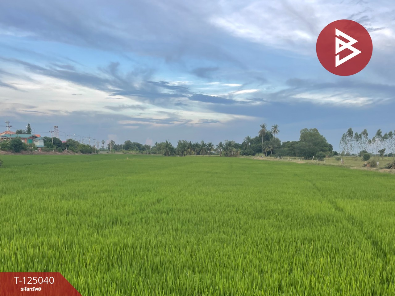 ขายที่ดิน เนื้อที่ 15 ไร่ ศรีประจันต์ สุพรรณบุรี 3