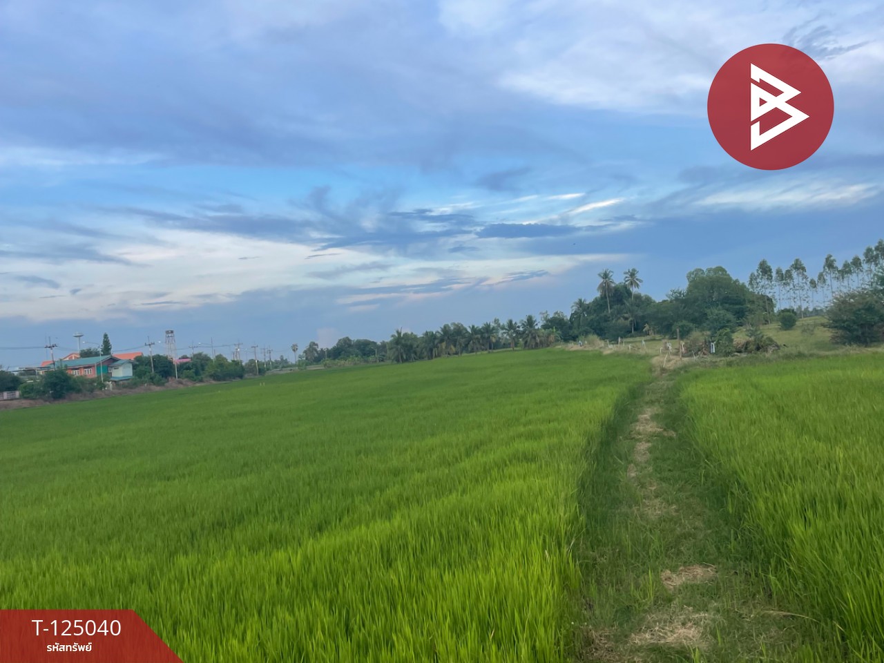 ขายที่ดิน เนื้อที่ 15 ไร่ ศรีประจันต์ สุพรรณบุรี 5