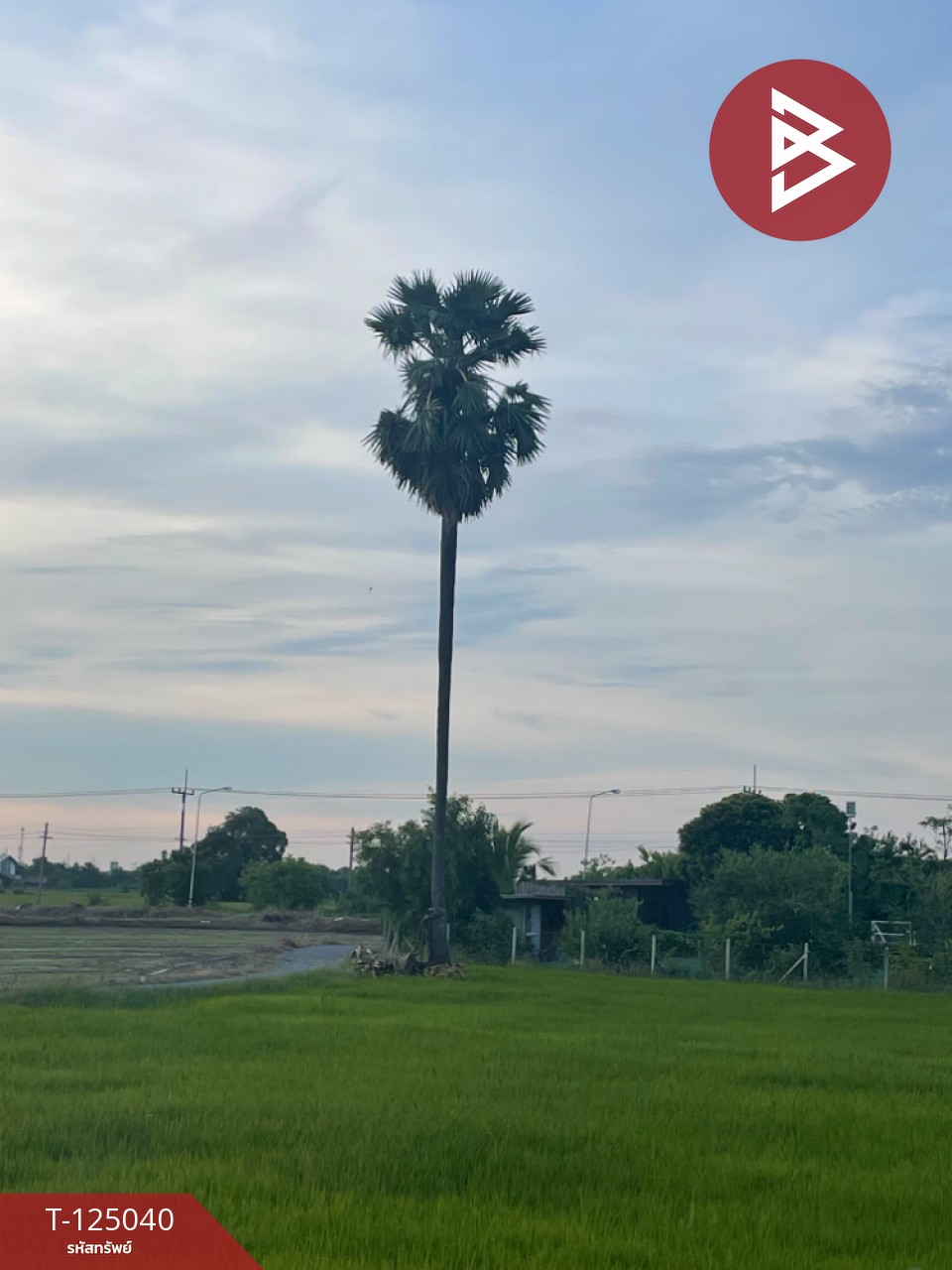 ขายที่ดิน เนื้อที่ 15 ไร่ ศรีประจันต์ สุพรรณบุรี 6