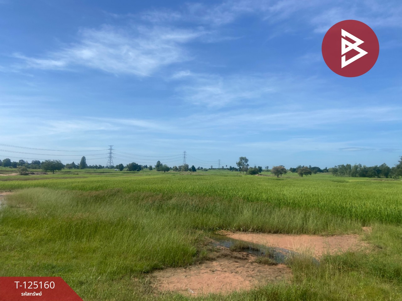 ขายที่ดิน เนื้อที่ 8 ไร่ บ้านไผ่ ขอนแก่น 2