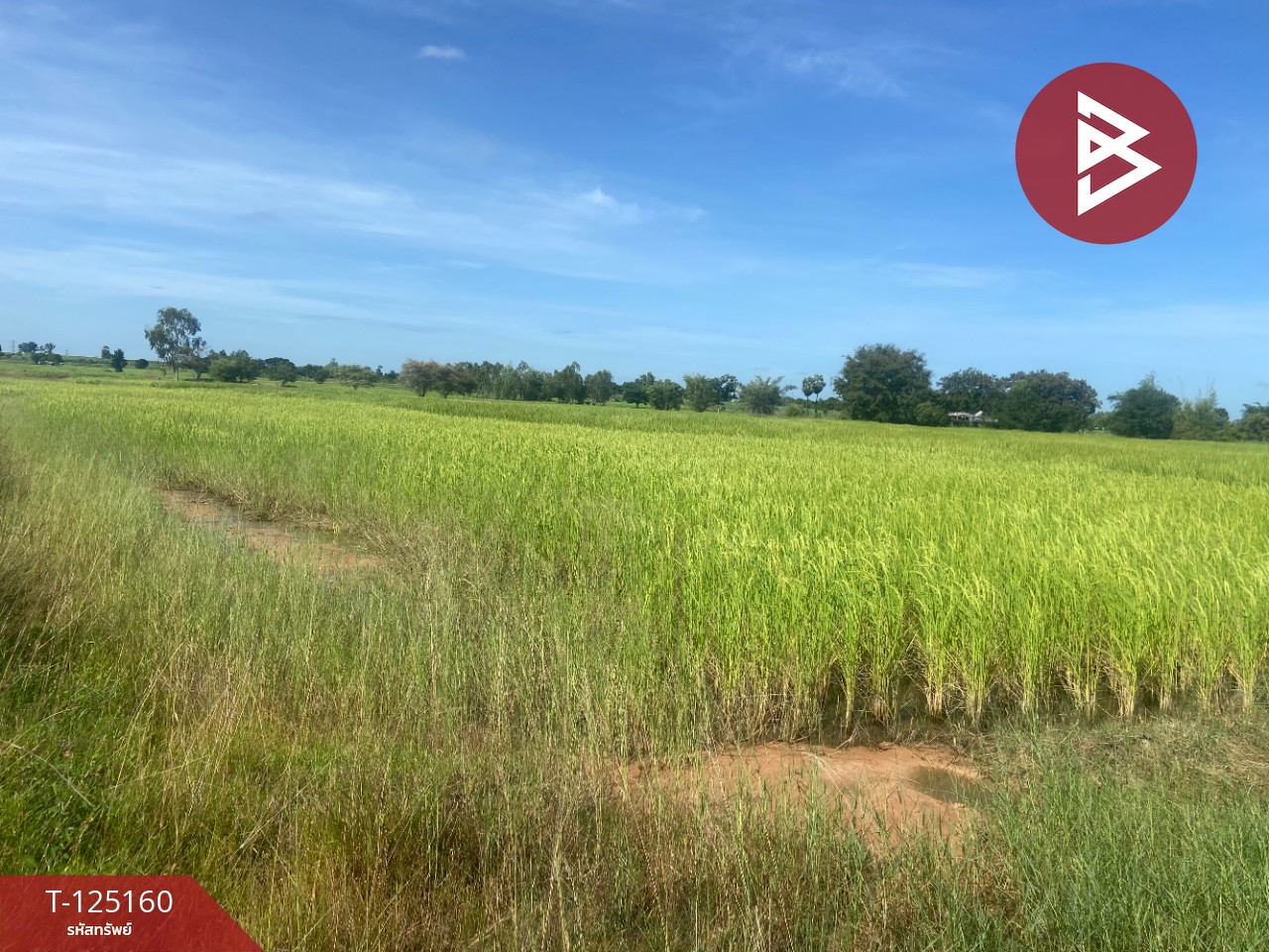 ขายที่ดิน เนื้อที่ 8 ไร่ บ้านไผ่ ขอนแก่น 13