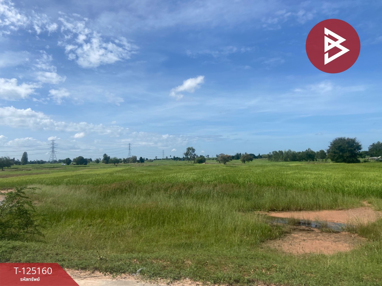 ขายที่ดิน เนื้อที่ 8 ไร่ บ้านไผ่ ขอนแก่น 12