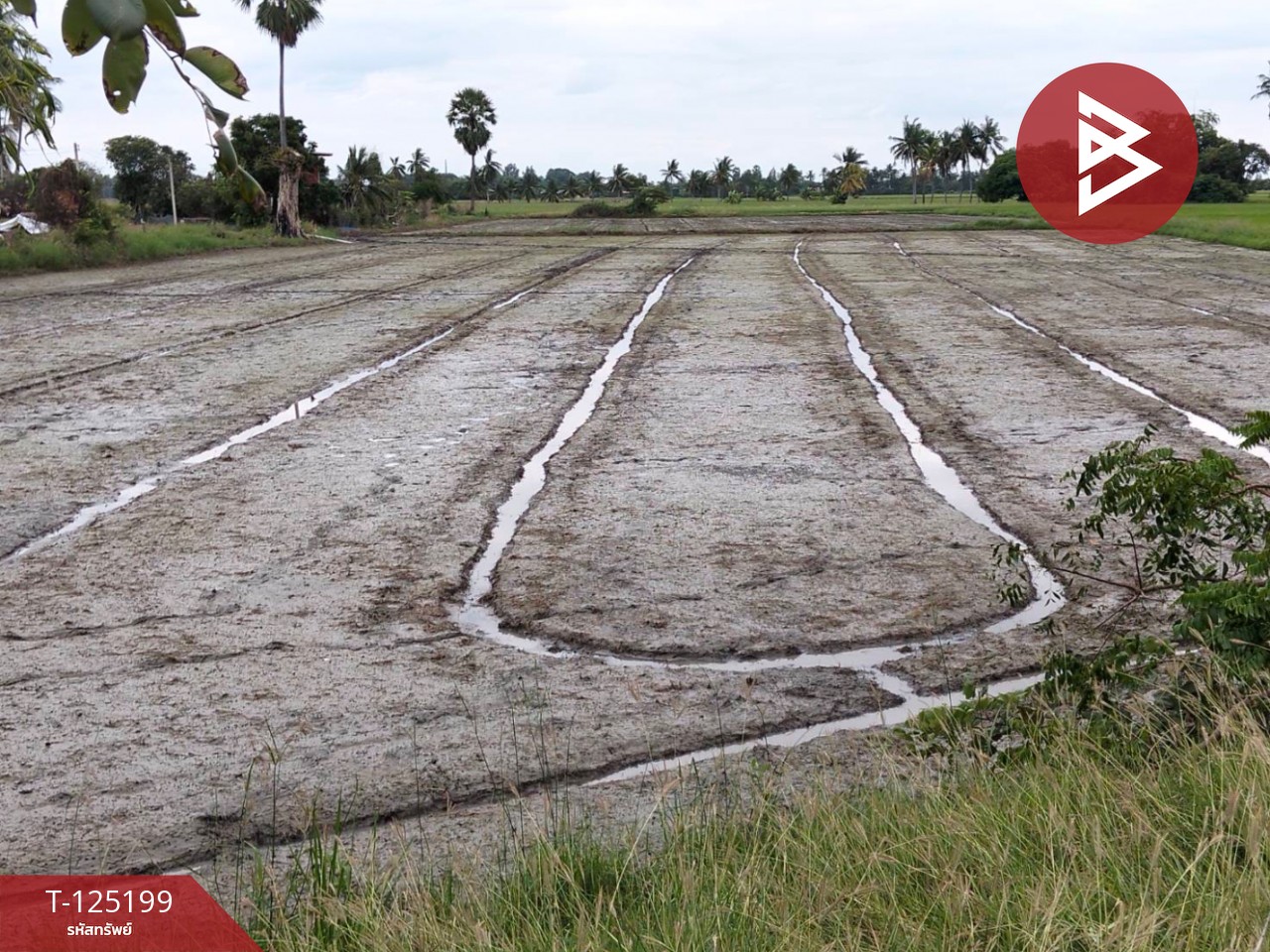 ขายที่ดิน เนื้อที่ 6 ไร่ 2 งาน 32 ตร.วา สามโก้ อ่างทอง 4