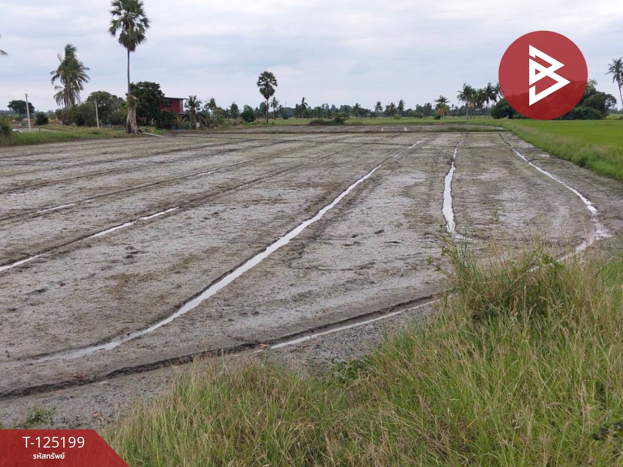 ขายที่ดิน เนื้อที่ 6 ไร่ 2 งาน 32 ตร.วา สามโก้ อ่างทอง 11