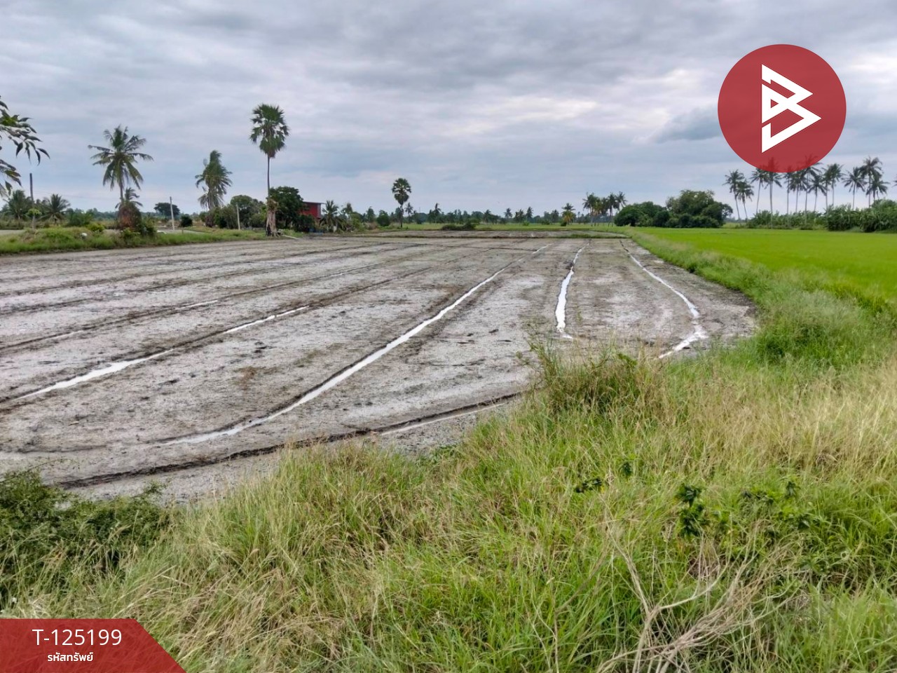 ขายที่ดิน เนื้อที่ 6 ไร่ 2 งาน 32 ตร.วา สามโก้ อ่างทอง 8