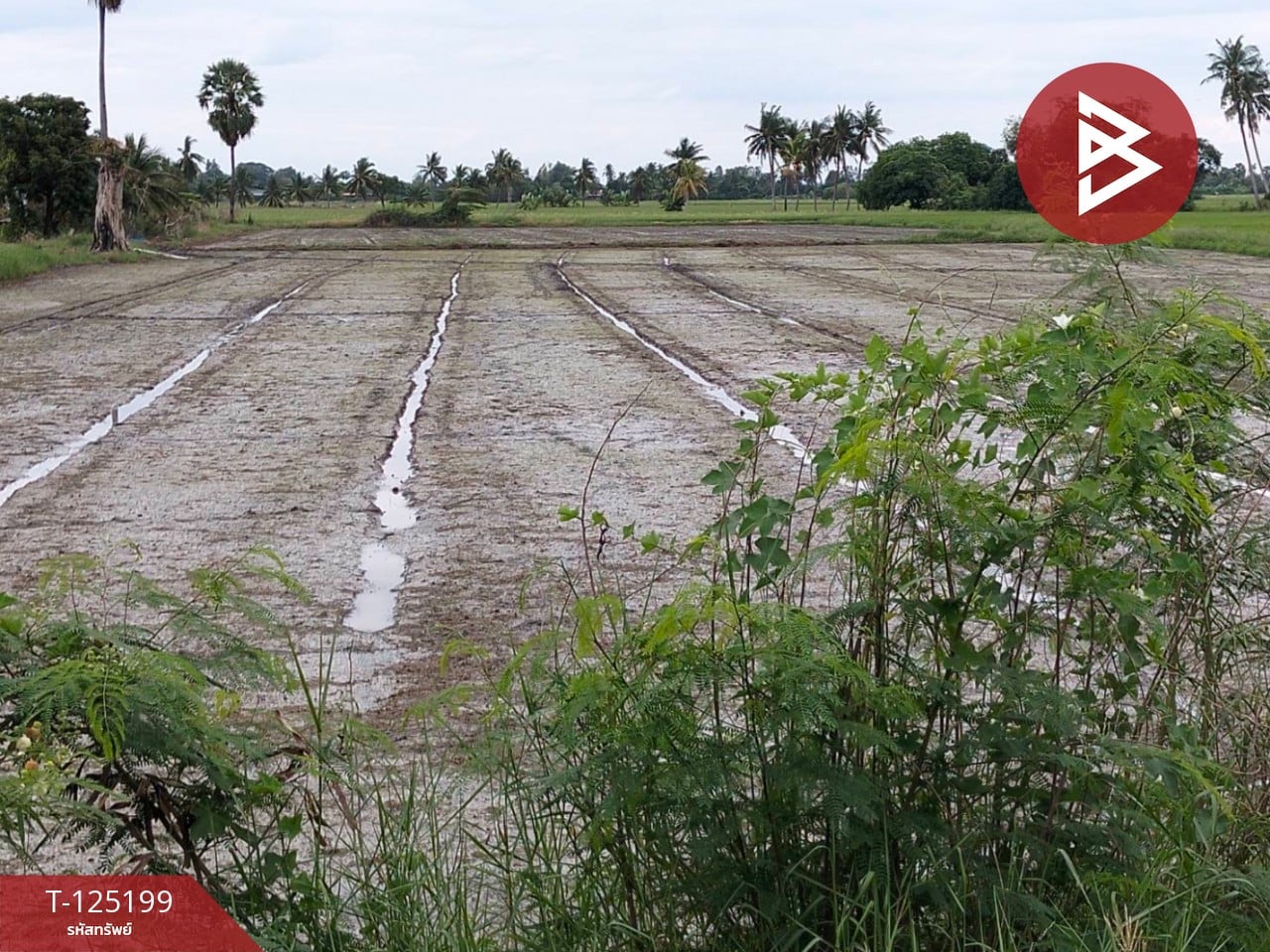 ขายที่ดิน เนื้อที่ 6 ไร่ 2 งาน 32 ตร.วา สามโก้ อ่างทอง 9