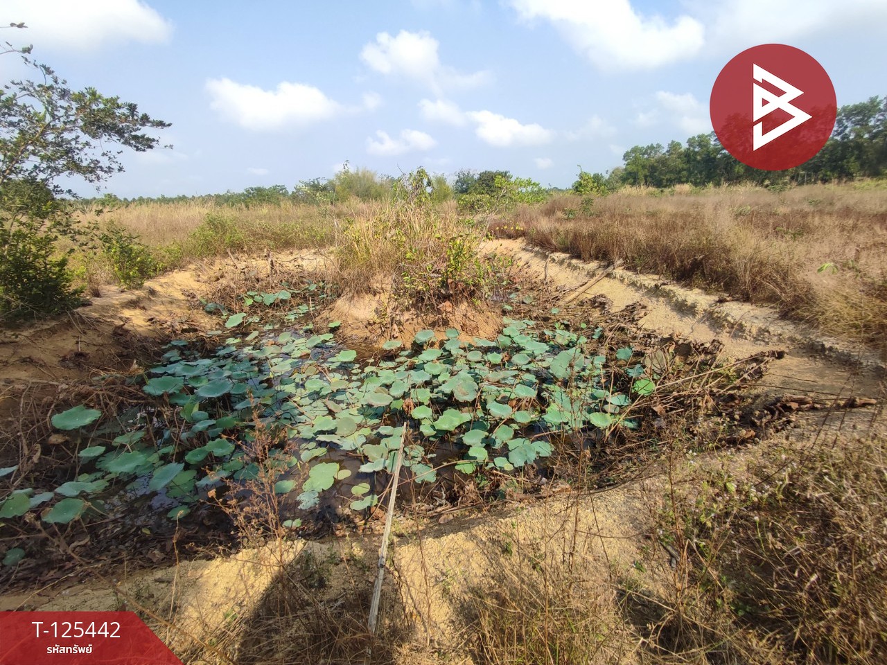 ขายที่ดินพร้อมสวนผสม เนื้อที่ 29 ไร่ 3 งาน 79 ตารางวา ขลุง จันทบุรี 12