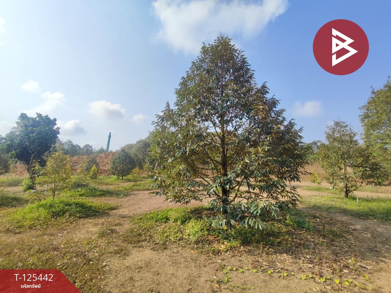 ขายที่ดินพร้อมสวนผสม เนื้อที่ 29 ไร่ 3 งาน 79 ตารางวา ขลุง จันทบุรี 5