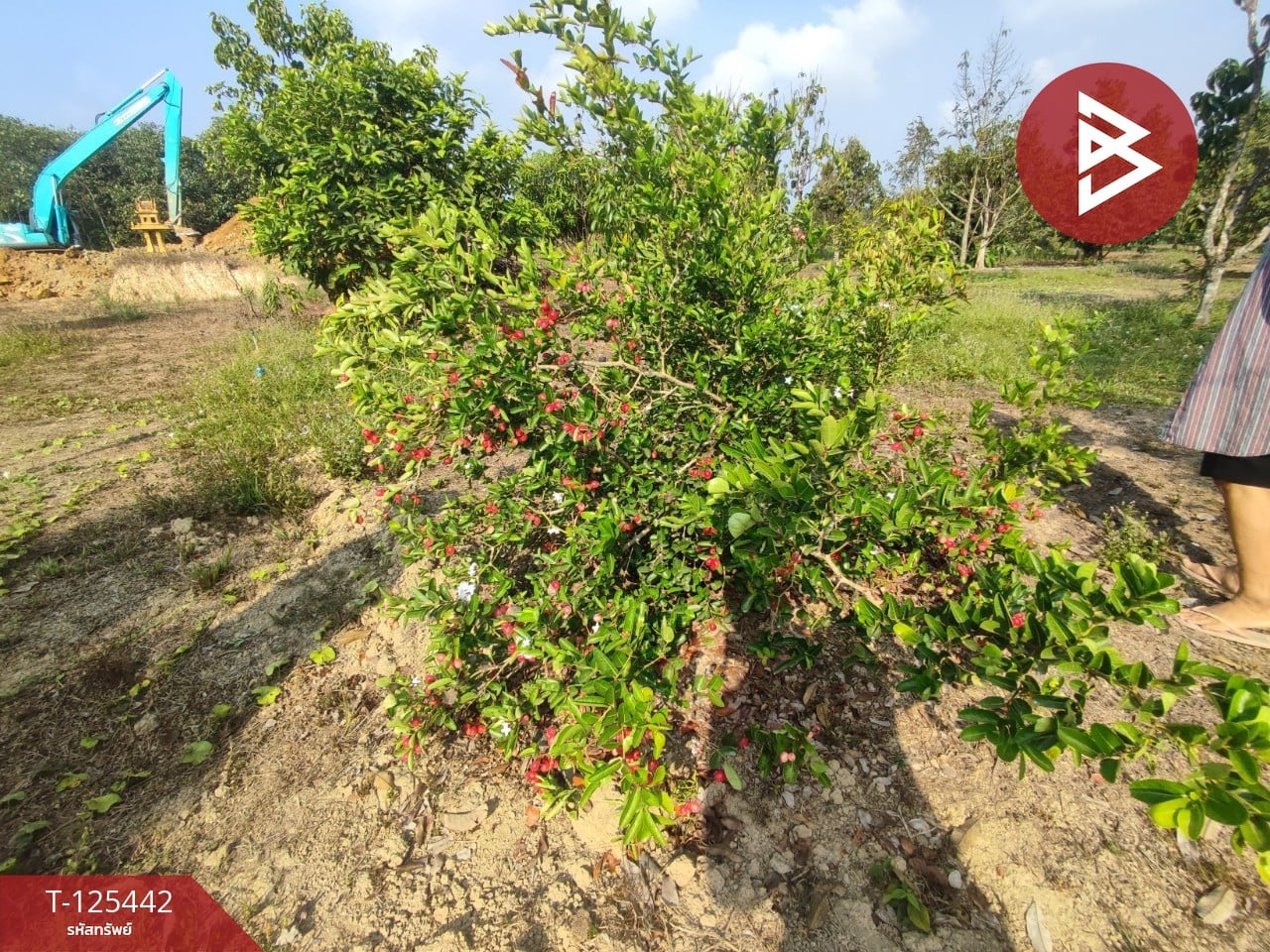 ขายที่ดินพร้อมสวนผสม เนื้อที่ 29 ไร่ 3 งาน 79 ตารางวา ขลุง จันทบุรี 10