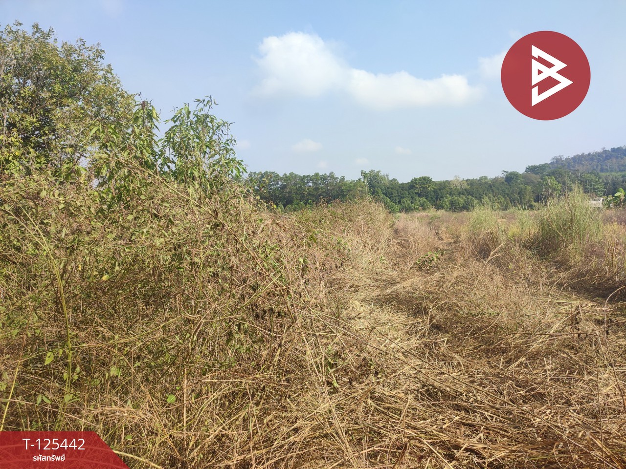 ขายที่ดินพร้อมสวนผสม เนื้อที่ 29 ไร่ 3 งาน 79 ตารางวา ขลุง จันทบุรี 11