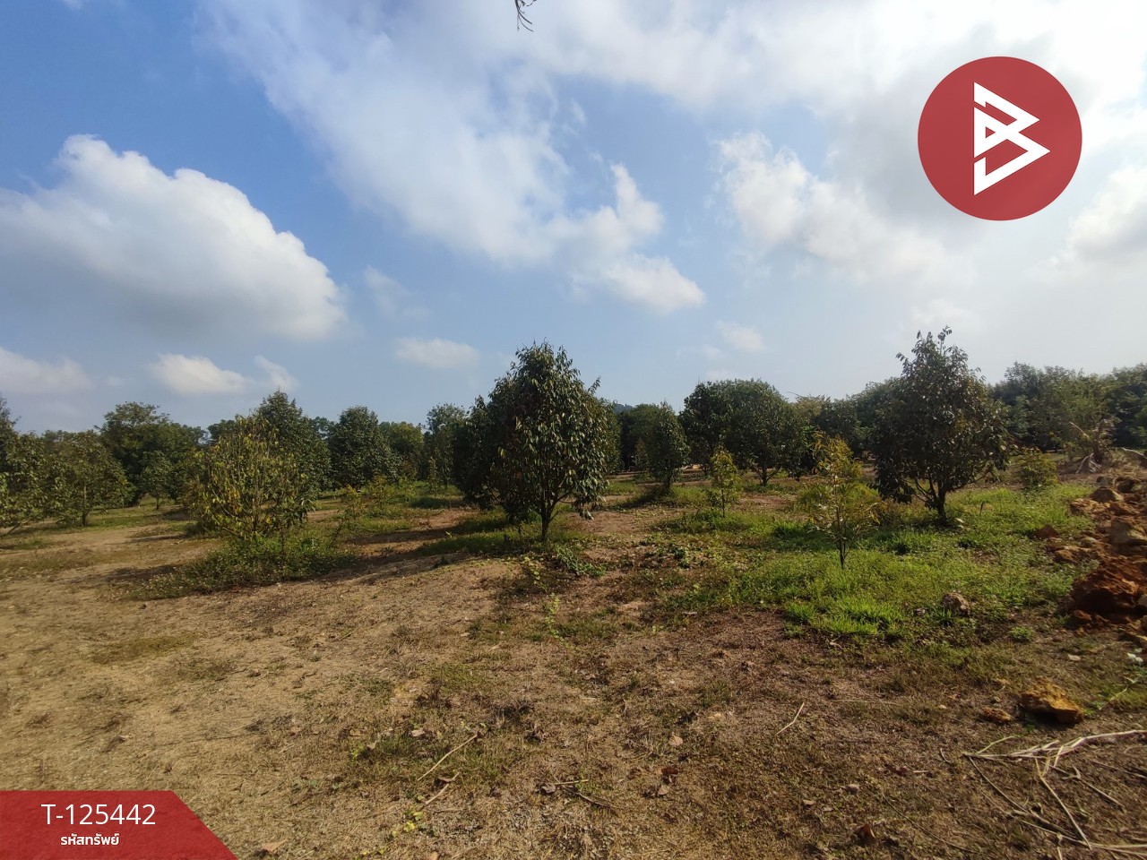 ขายที่ดินพร้อมสวนผสม เนื้อที่ 29 ไร่ 3 งาน 79 ตารางวา ขลุง จันทบุรี 2