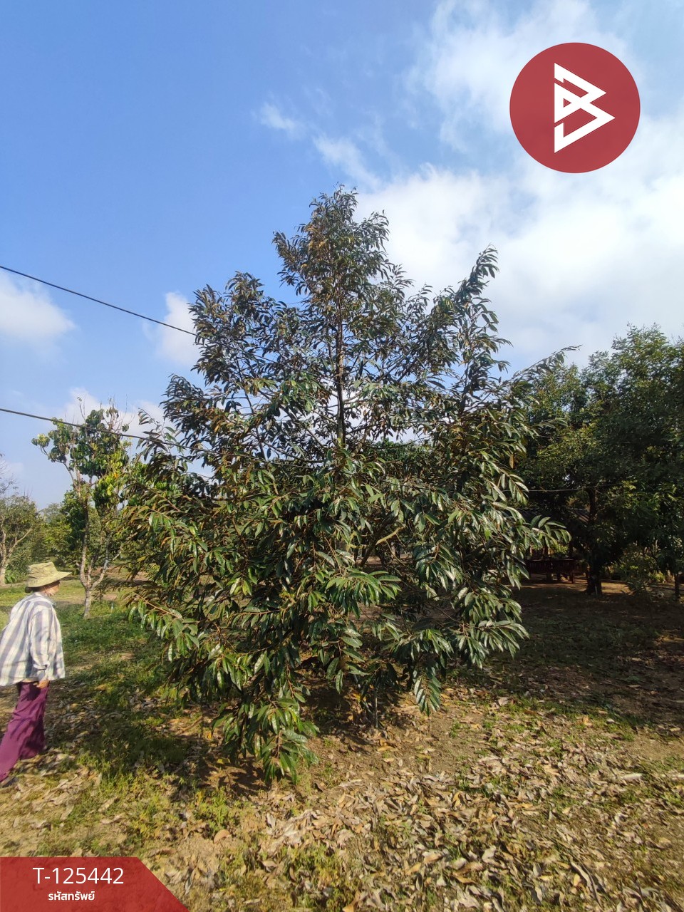 ขายที่ดินพร้อมสวนผสม เนื้อที่ 29 ไร่ 3 งาน 79 ตารางวา ขลุง จันทบุรี 6