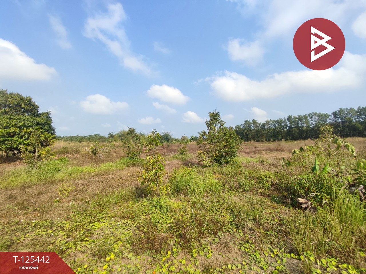 ขายที่ดินพร้อมสวนผสม เนื้อที่ 29 ไร่ 3 งาน 79 ตารางวา ขลุง จันทบุรี 7