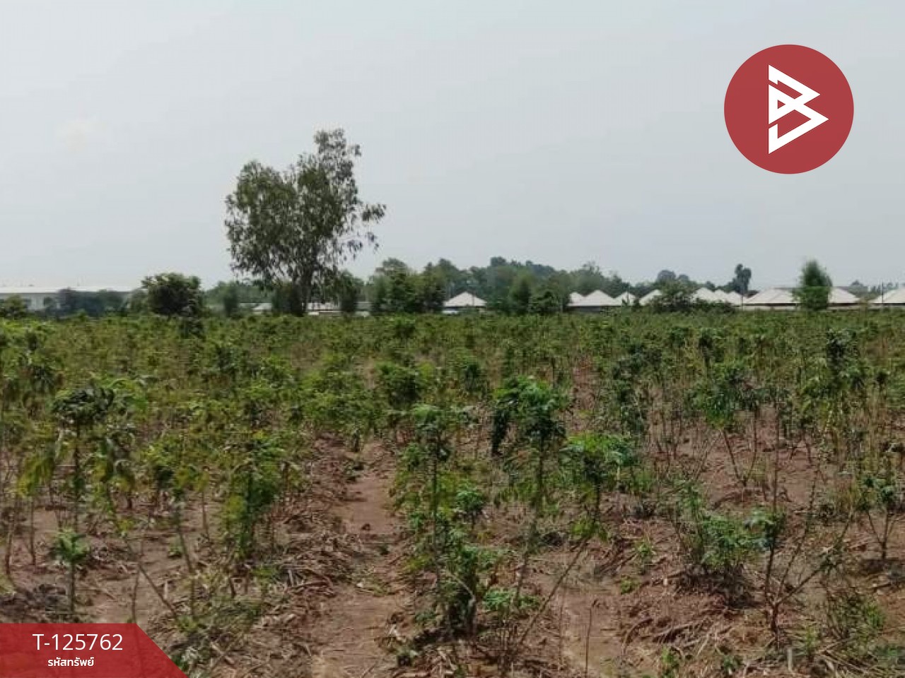 ขายที่ดิน เนื้อที่ 4 ไร่ 46 ตร.วา ศรีมหาโพธิ ปราจีนบุรี 1