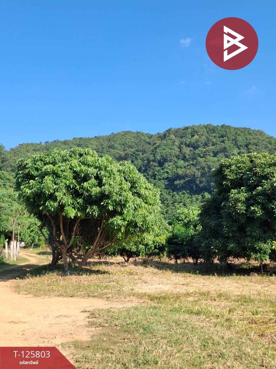 ขายที่ดิน เนื้อที่ 8 ไร่ 96.2 ตร.วา เทิง เชียงราย 9