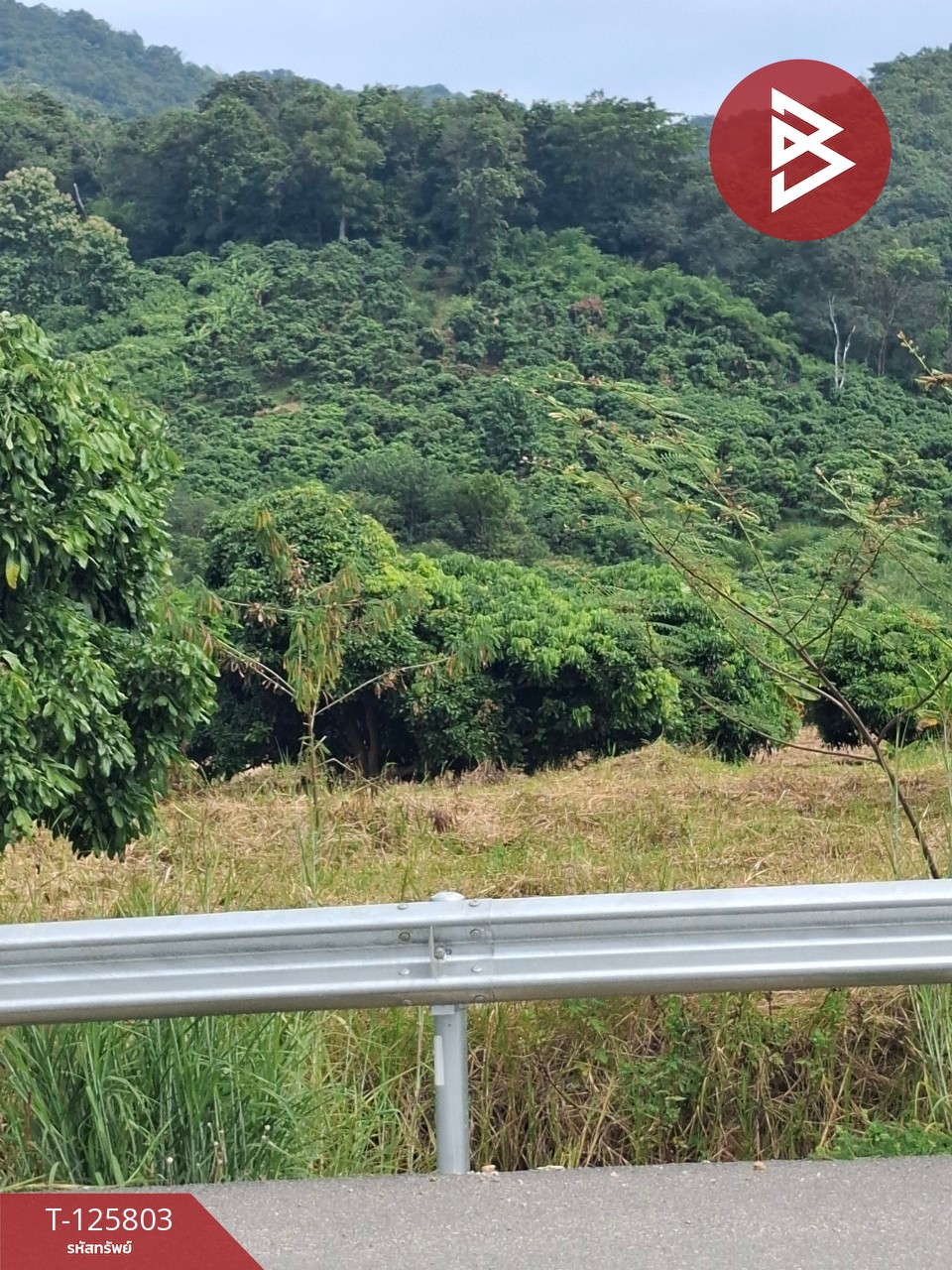 ขายที่ดิน เนื้อที่ 8 ไร่ 96.2 ตร.วา เทิง เชียงราย 3