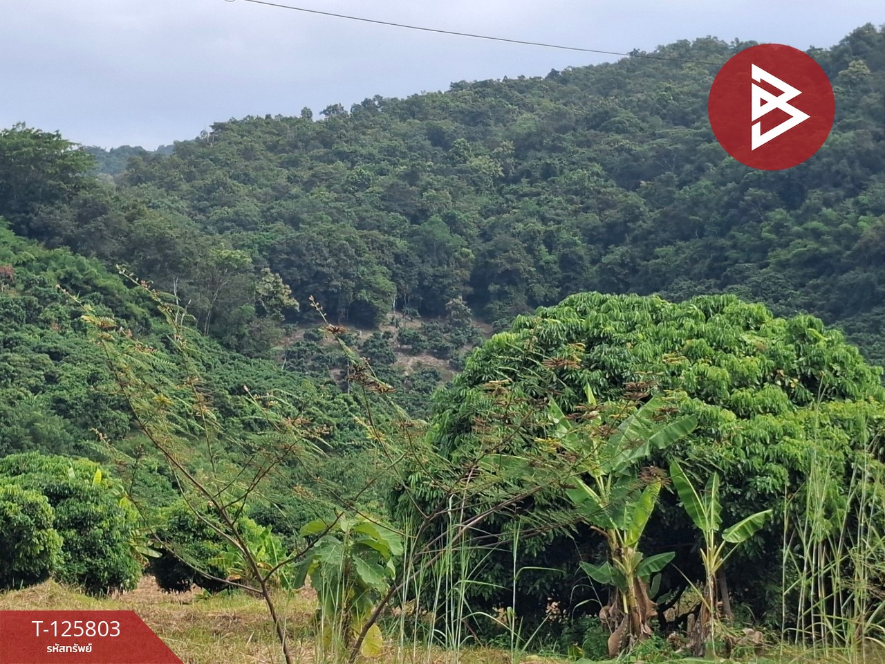 ขายที่ดิน เนื้อที่ 8 ไร่ 96.2 ตร.วา เทิง เชียงราย 2