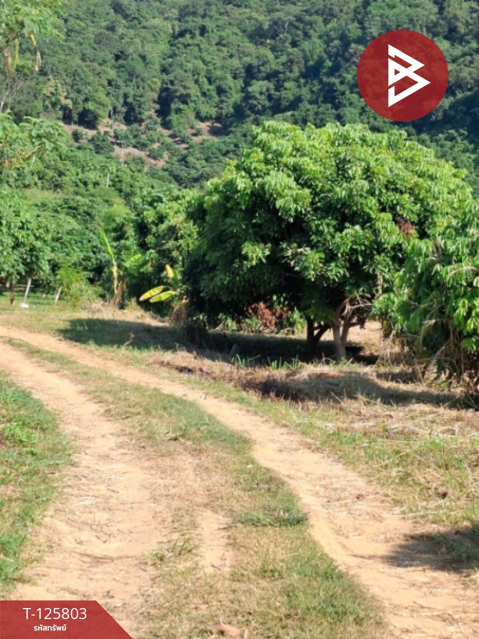 ขายที่ดิน เนื้อที่ 8 ไร่ 96.2 ตร.วา เทิง เชียงราย 11