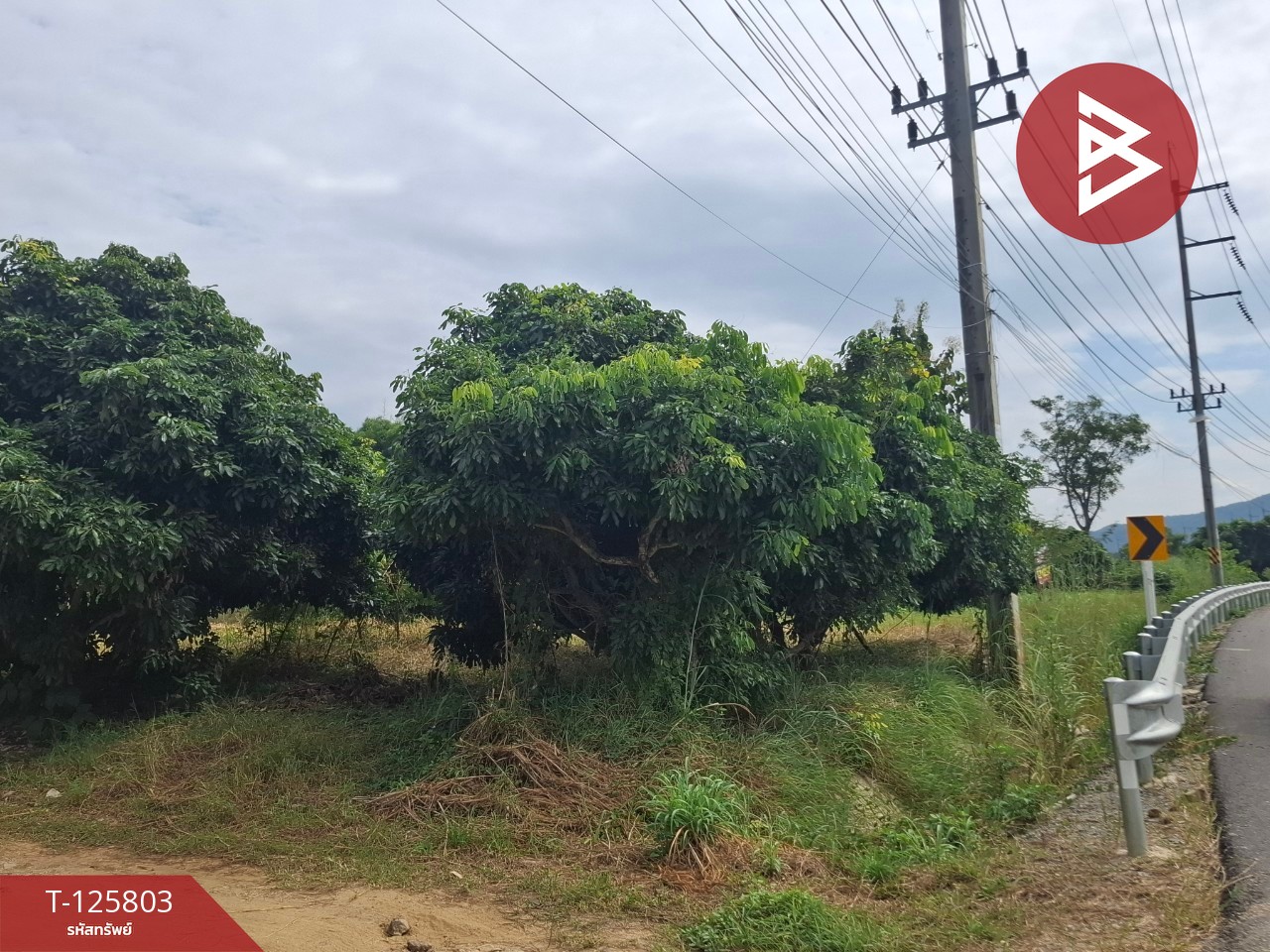 ขายที่ดิน เนื้อที่ 8 ไร่ 96.2 ตร.วา เทิง เชียงราย 8