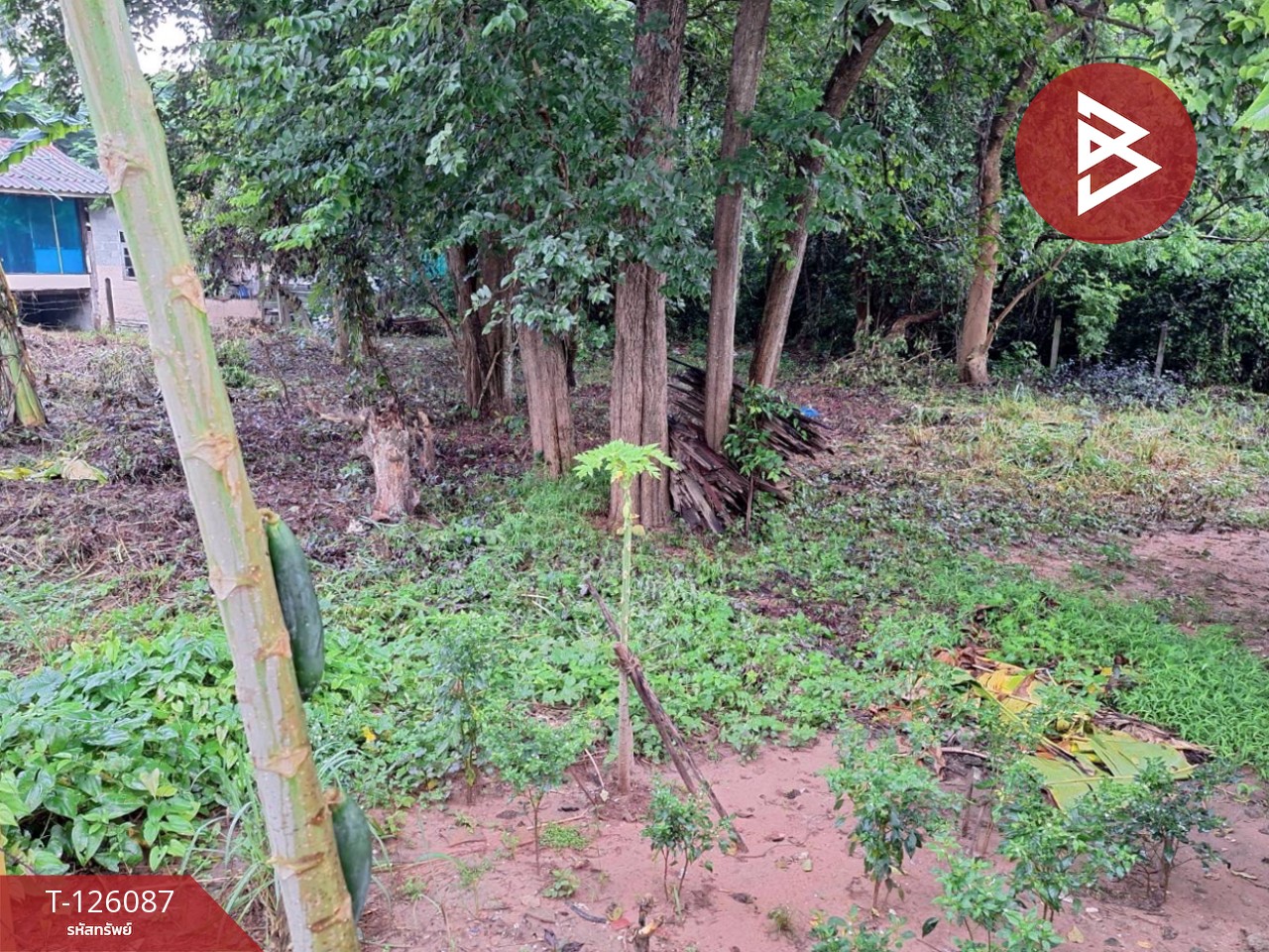 ขายที่ดิน เนื้อที่ 1 งาน 96 ตร.วา บ้านจั่น อุดรธานี 7