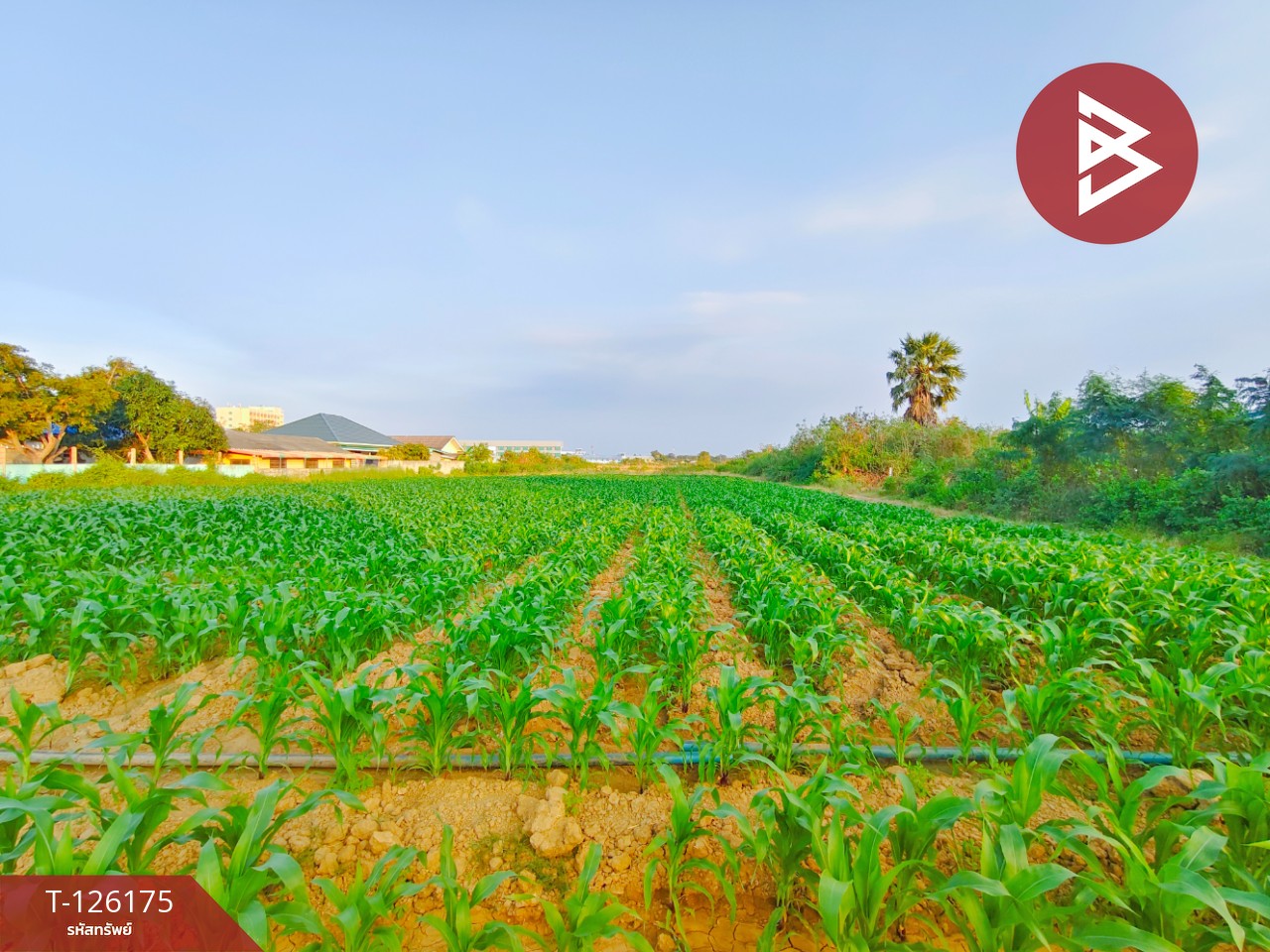 ขายที่ดิน เนื้อที่ 1 ไร่ 3 งาน 36 ตร.วา กำแพงแสน นครปฐม 4