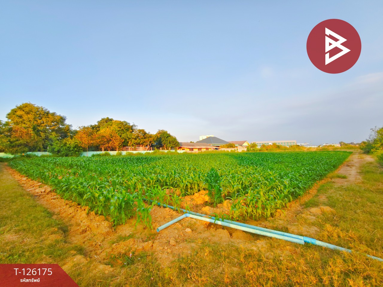 ขายที่ดิน เนื้อที่ 1 ไร่ 3 งาน 36 ตร.วา กำแพงแสน นครปฐม 6