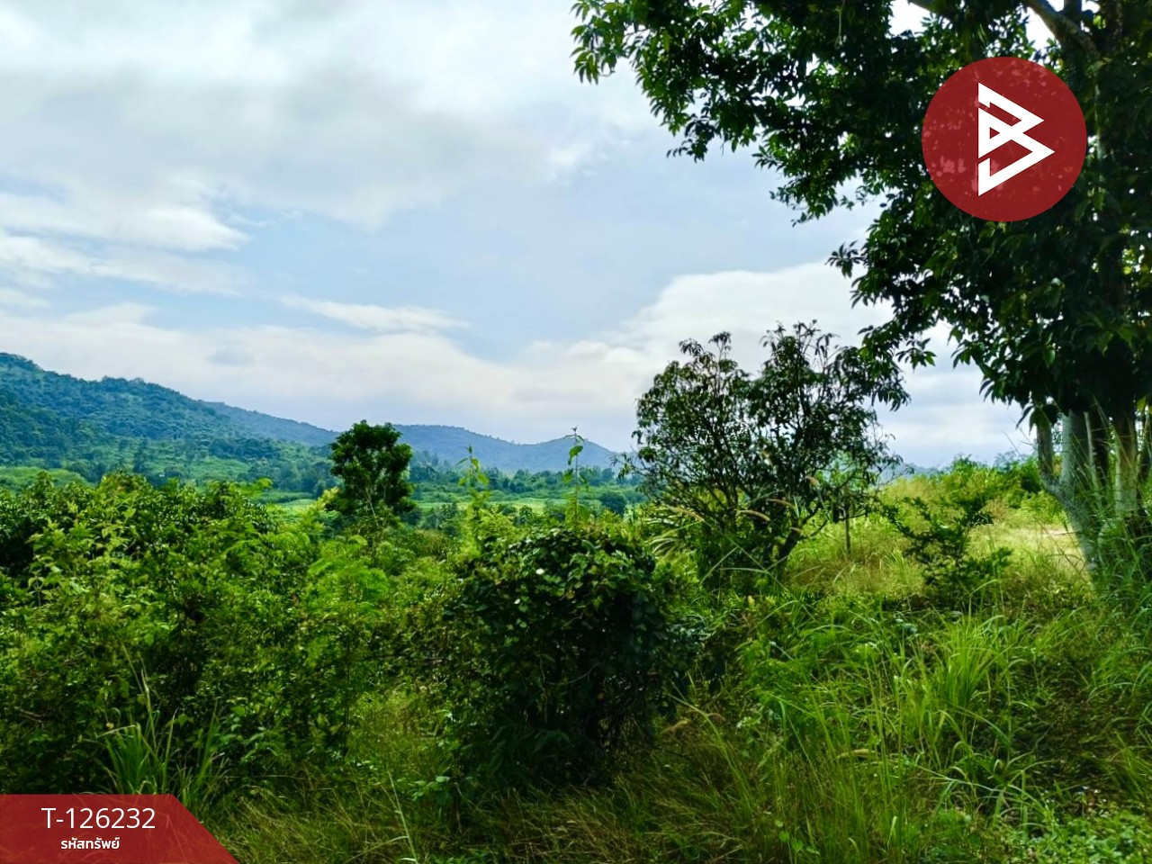 ขายที่ดินพร้อมสิ่งปลูกสร้าง เนื้อที่ 25 ไร่ 2 งาน 19.9 ตร.วา ปากช่อง นครราชสีมา 11